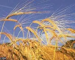 Израильская компания Agrotop планирует построить в Пензенской области завод по производству биоэтанола
